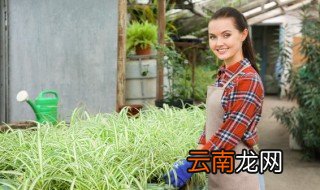 家里养花用什么杀虫 家里养花怎么杀虫杀菌