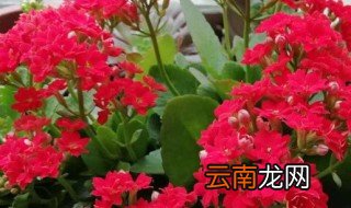 家里养花长虫怎么办 家里养花有虫子怎么治