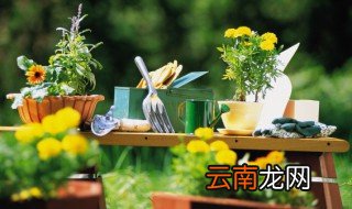 家里养花有虫子该怎么处理，家里养花有虫害怎么办
