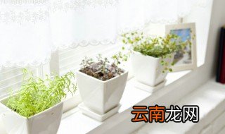 家里养的花上面有飞蛾怎么办 家里养花有飞蛾怎么去除
