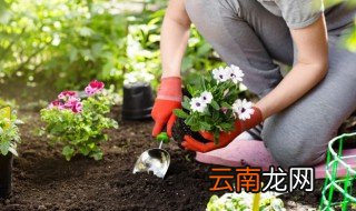 家里养花不旺怎么回事 家里养花花旺人不旺