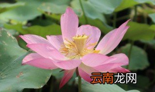 养的荷花水臭了怎么办 荷花盆里水发臭了怎么办