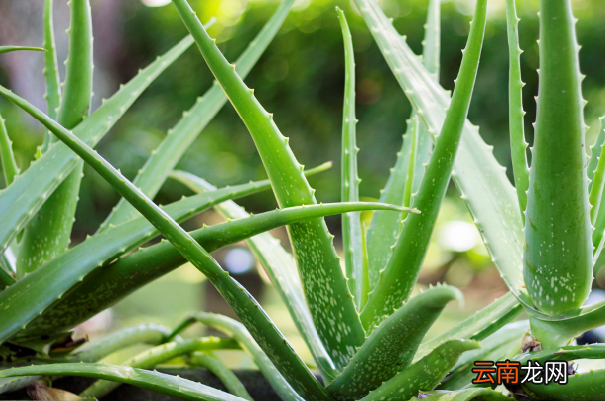 能吸收甲醛的植物有哪些 有效吸收甲醛植物推荐