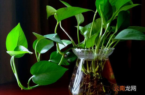 能吸收甲醛的植物有哪些 有效吸收甲醛植物推荐