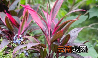朱蕉怎么水养，朱蕉怎么水养培根
