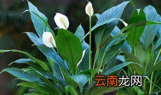 白掌水养怎么养才会开花 白掌水养怎么养