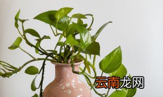 水培绿萝根烂了怎么办 水养的绿萝烂根怎么办