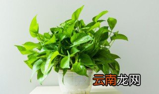 如何水培绿萝 水植绿萝怎么养