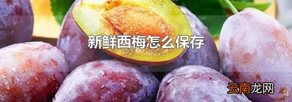 新鲜西梅怎么保存