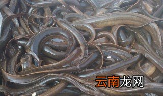 活黄鳝怎样储存 活黄鳝如何储存