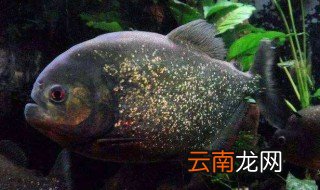 水虎鱼苗怎么养 水虎鱼苗吃什么