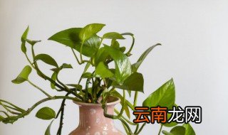属马的养什么花好 百度网盘 属马的养什么花好