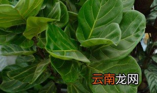 好养的大叶植物有哪些 适合家养的大叶植物