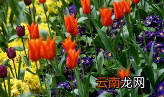 好养的水生植物有哪些 好养的水生植物