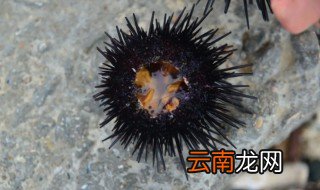 海缸海胆怎么养 海胆在家里怎么养