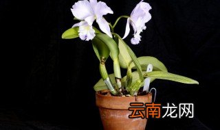 属狗的养什么花好? 属狗的养什么花好