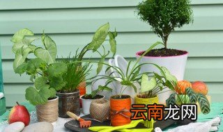风水好又好养的花 养花养得好的女人风水
