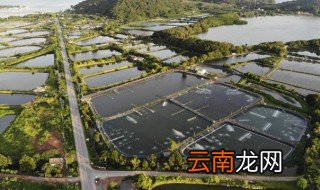 蚂虾怎么养才不会死 蚂虾养殖需要什么
