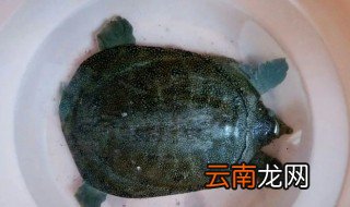 野生甲鱼在家里怎么能养活 家里养野生甲鱼怎么养