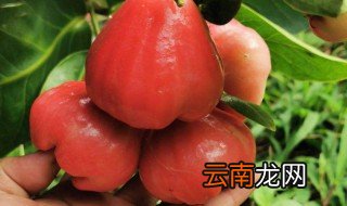 雾莲还是莲雾 到底是叫雾莲还是莲雾