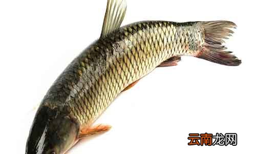 买回来的活鱼怎么保存 吃不完的活鱼怎么保存