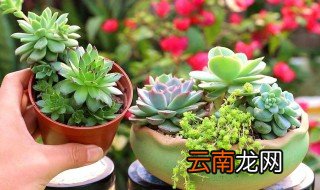 什么品种的多肉好养 什么品种的多肉好养又能成老桩