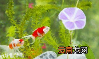 十大好养的水草 十大最好养的水草