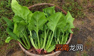 波菜怎样挑选好吃 波菜怎么样好吃