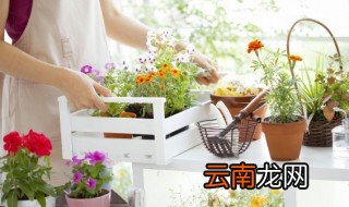 吊兰怎么养才长得好 吊兰怎么养长的好