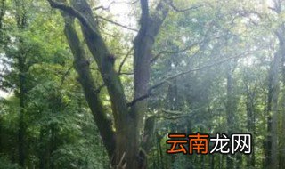 橡树的寓意? 橡树的寓意是啥