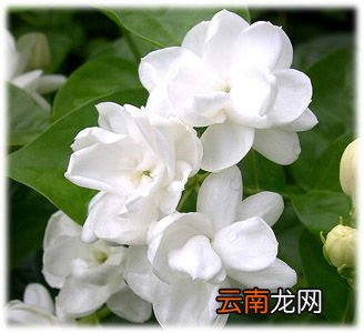 喝茉莉的花的功效与副作用,喝茉莉花茶有什么好处跟坏处？