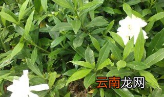 好养的盆景，室内最好养的盆景