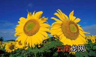 太阳花的象征意义 太阳花的象征意义是什么