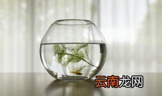 耐寒耐热的水草 耐寒好养的水草