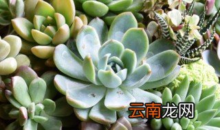 好养又好看的多肉 好养又好看的多肉植物有哪些