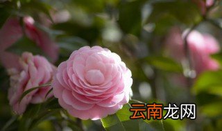 家里好养的花 家里好养的花卉有哪些