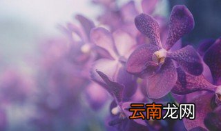 好养的兰花,便宜又好养的兰花