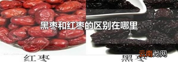 黑枣和红枣的区别在哪里