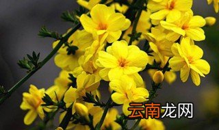 迎春花怎么养 迎春花怎么养在家里