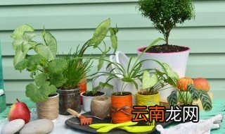 最旺家的花盆景，最香的盆景