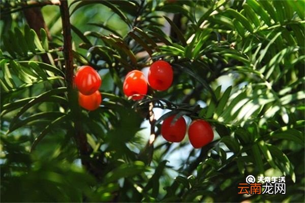 红豆杉果实的功效与作用 红豆杉果实的功效与作用有哪些