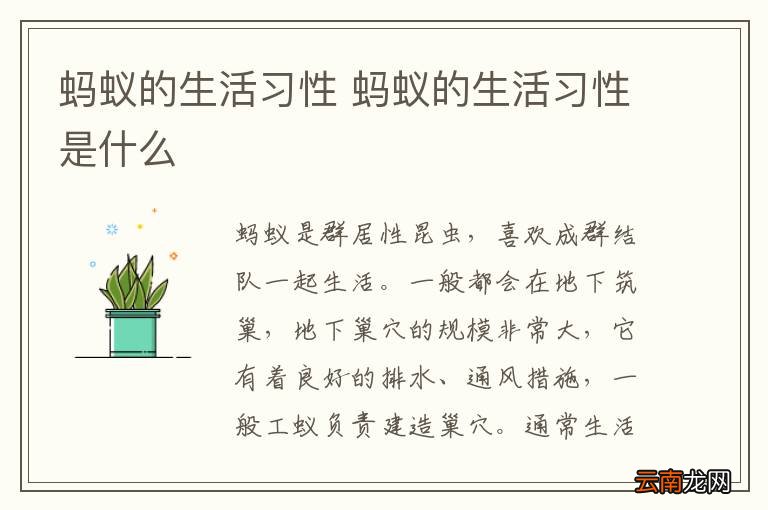 蚂蚁的生活习性 蚂蚁的生活习性是什么