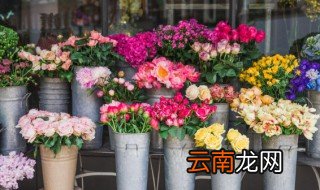 在家里养花怎样可以养好 把花养在家里怎么养好
