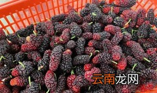 被桑果染色的衣服怎么洗，衣服染上桑葚汁怎么洗