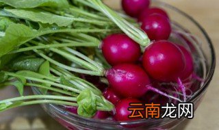 萝卜的拼音怎么写 萝卜的简介