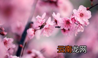 含有梅字的古风昵称 含梅字好听昵称