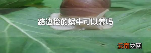 路边捡的蜗牛可以养吗