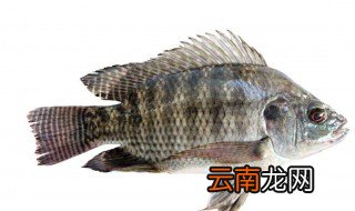 罗非鱼家里怎么养 罗非鱼在家里怎么养
