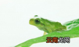 蛙怎么组词 蛙的意思