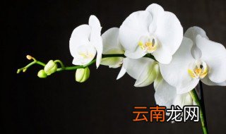 家里种的兰花要怎样培养 家里自己怎么养兰花